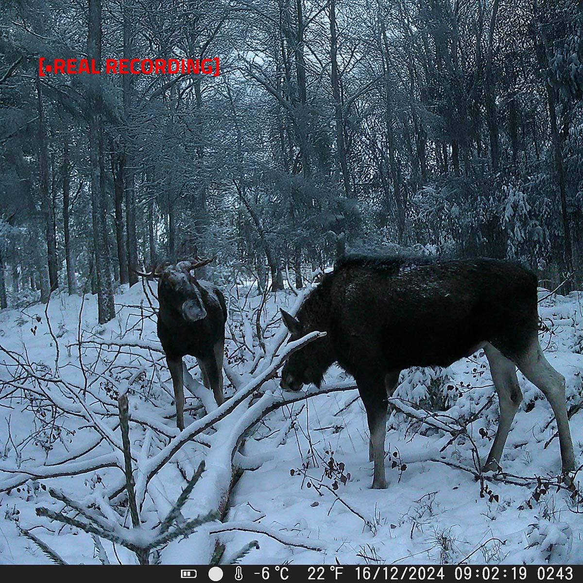 Nedis Wildlife Camera | 4K@10fps | 50 MPixel | 5 MPixel CMOS | IP65 | Black No-Glow IR | Night vision | Viewing angle: 60 ° | Motion sensor | Detection angle: 130 ° | Detection range: 20 m | Screen size: 2.4 " | LCD Screen | Brown / Green